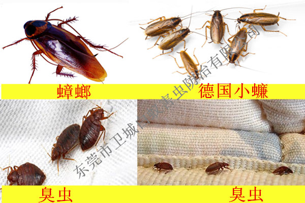 蟑螂与臭虫如何辨别区别